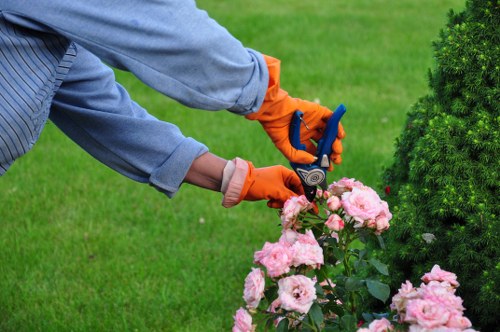 Well-maintained hedges after professional trimming